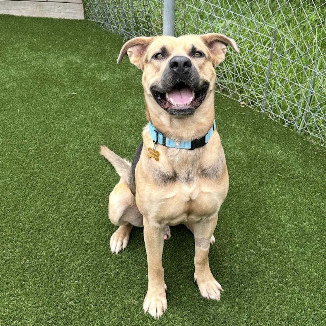 A young large-sized male Tricolor (Brown, Black, & White) Mixed Breed dog named Buck for adoption in Houston, TX