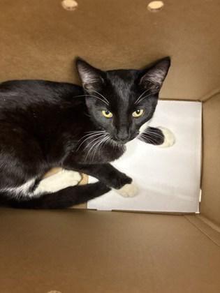 A young medium-sized male Domestic Short Hair cat named Blini for adoption in Chamblee, GA