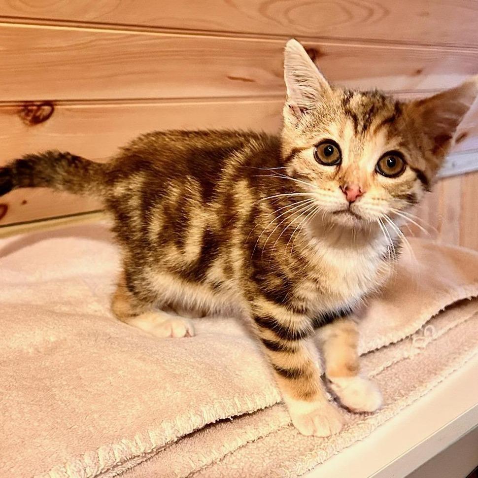 A baby small-sized female Brown / Chocolate Domestic Short Hair cat named Mina In Sterling for adoption in Alexandria, VA