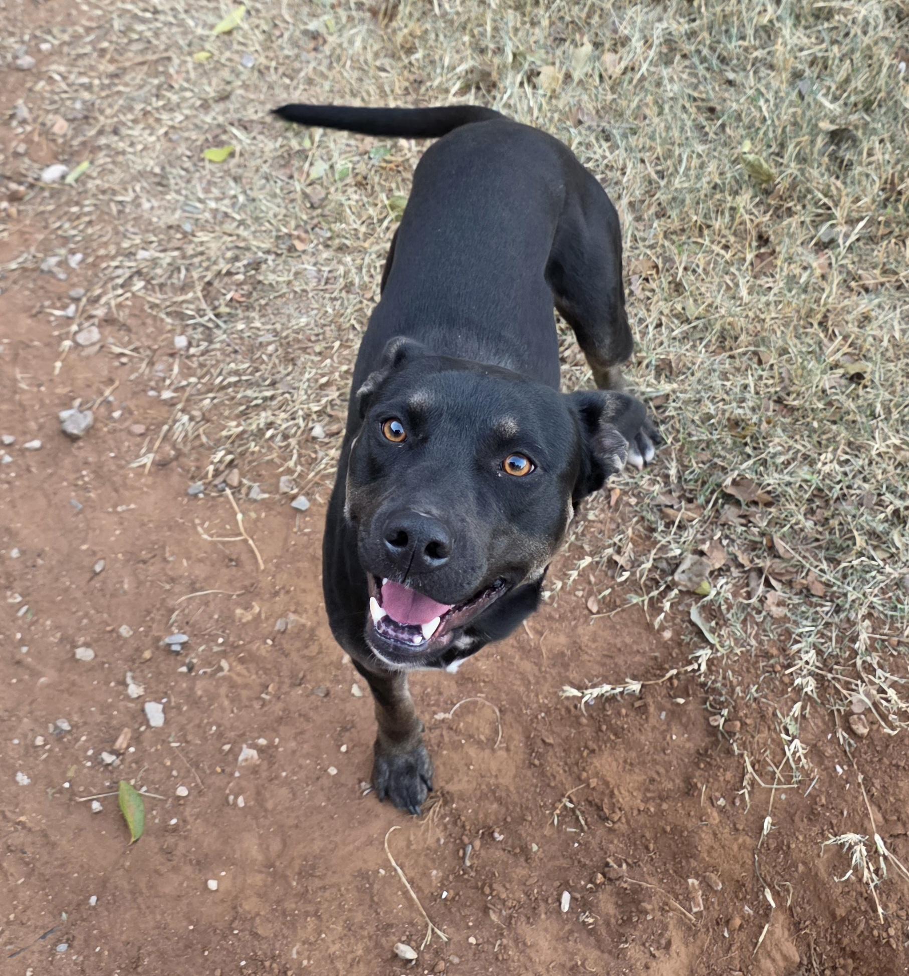 A young medium-sized male Black Pit Bull Terrier dog named Kevin for adoption in Dripping Springs, TX