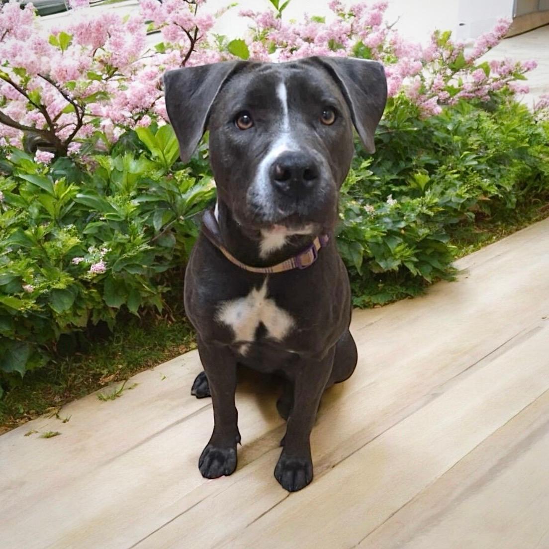 An adult medium-sized female Pit Bull Terrier dog named Georgia for adoption in Colleyville, TX