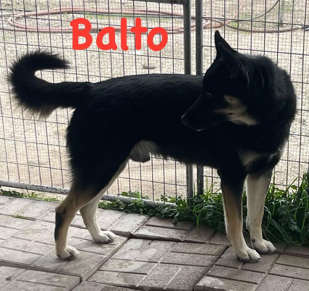Sir Balto