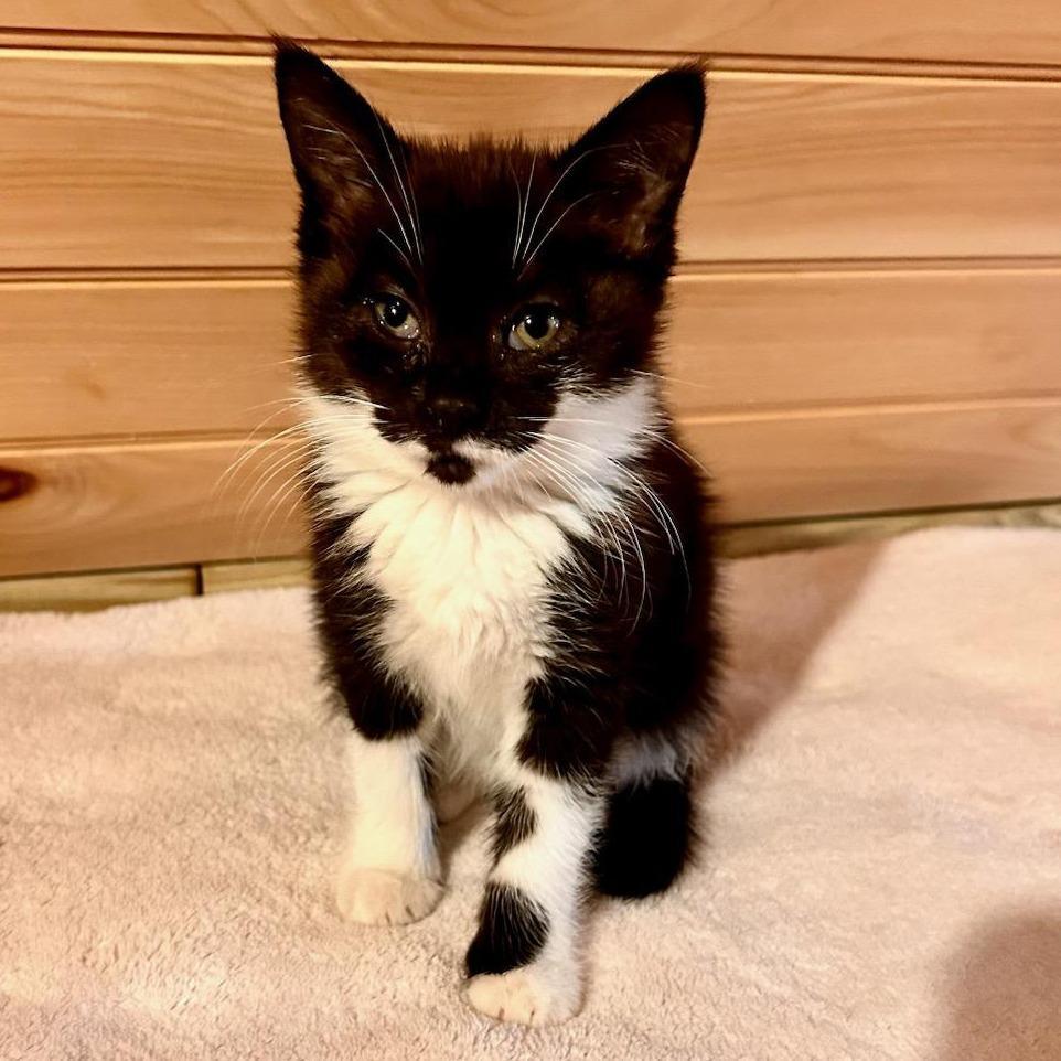 A baby small-sized female Black Domestic Short Hair cat named Luna In Sterling for adoption in Alexandria, VA