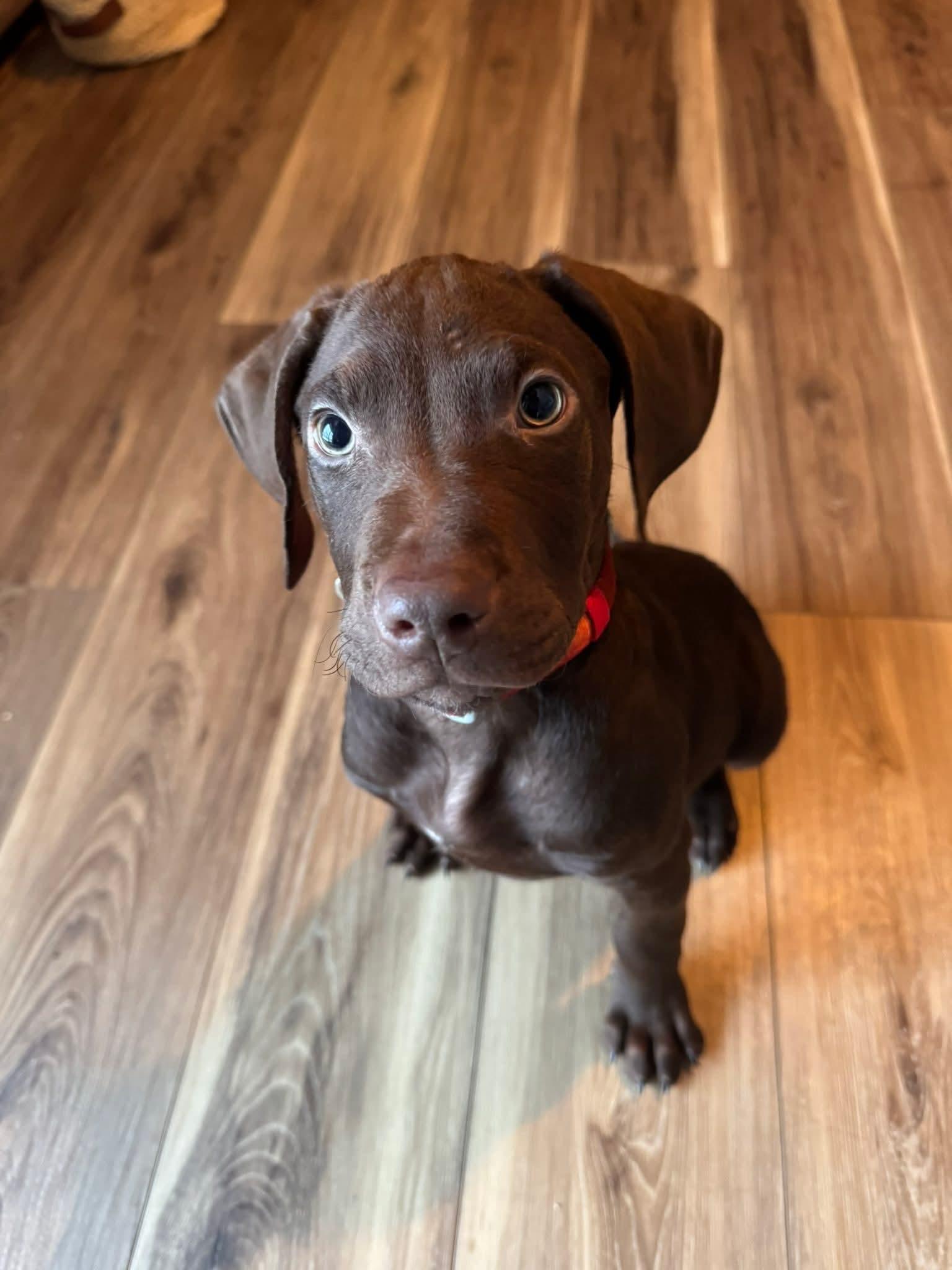 Goofy The Houndpointer Mix