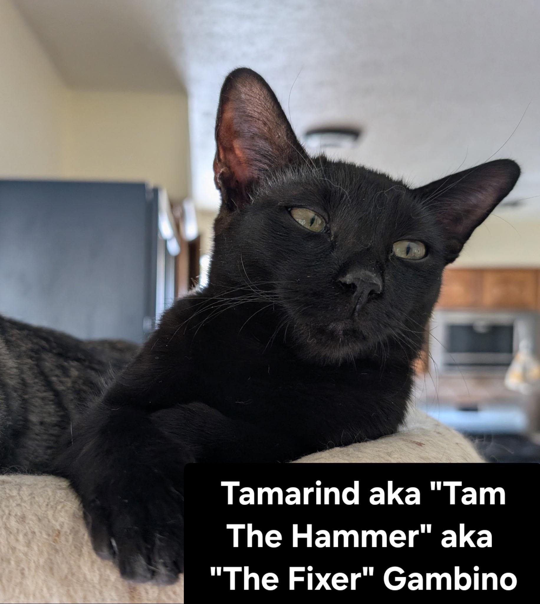 Tamarind Aka "tam The