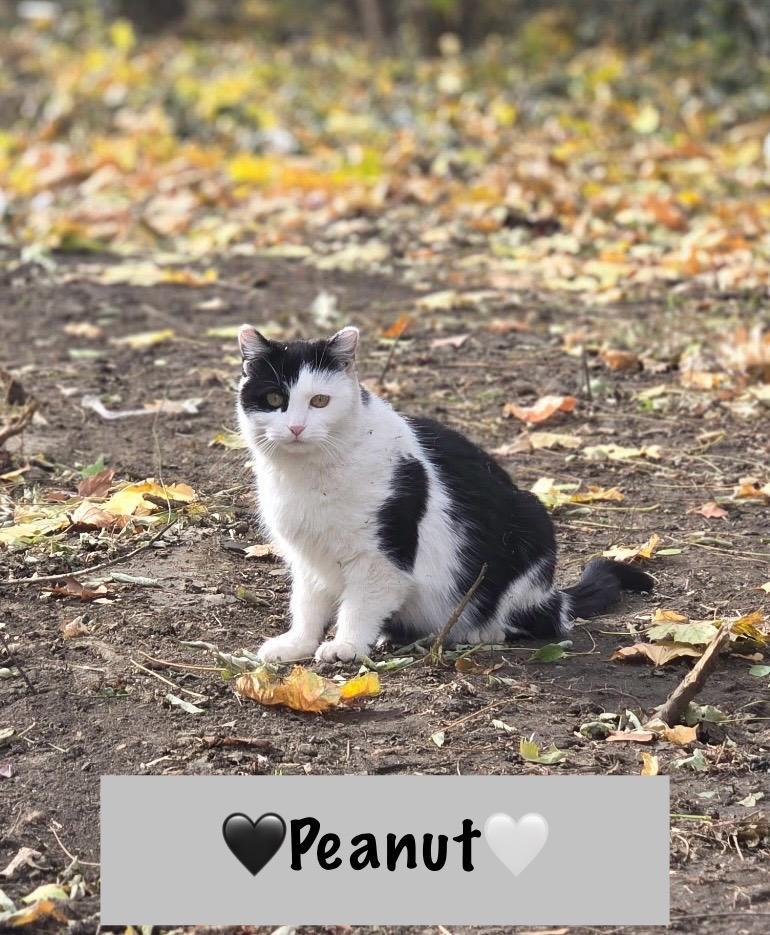 Peanut