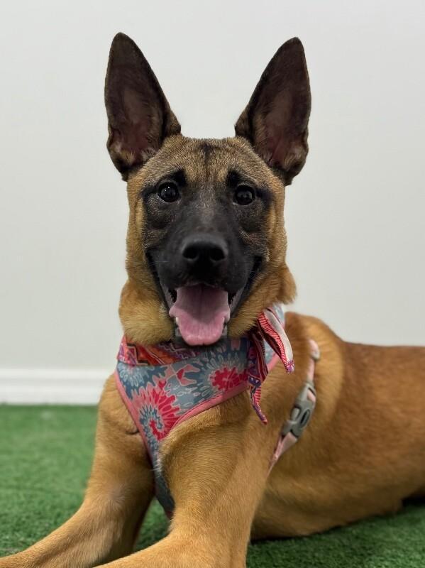 A baby medium-sized female Brown / Chocolate Belgian Shepherd / Malinois dog named Saraí for adoption in Carlsbad, CA