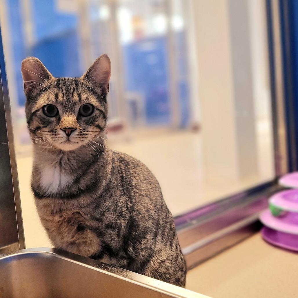 Princess Jello Shots