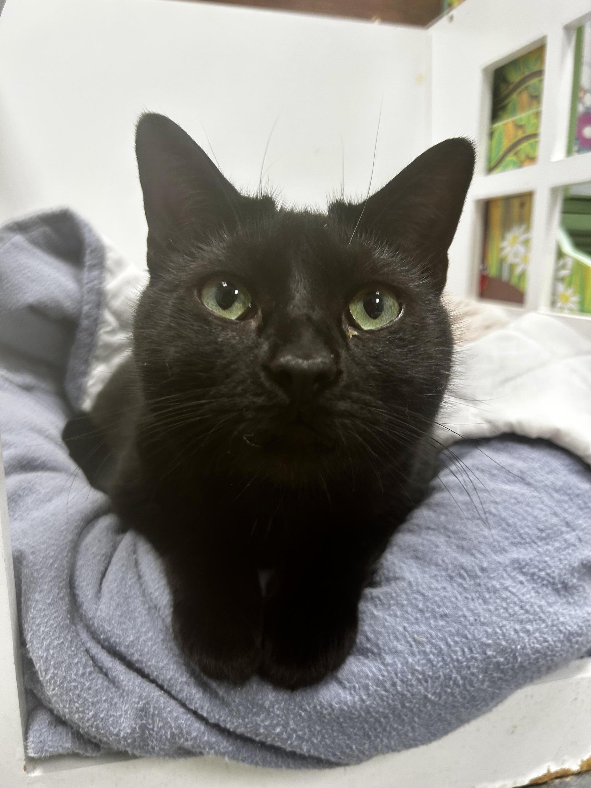 A young medium-sized female Black Domestic Short Hair cat named Helena for adoption in Grand Rapids, MI