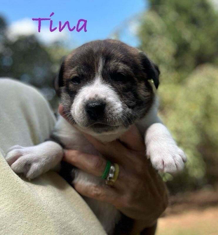 Tina