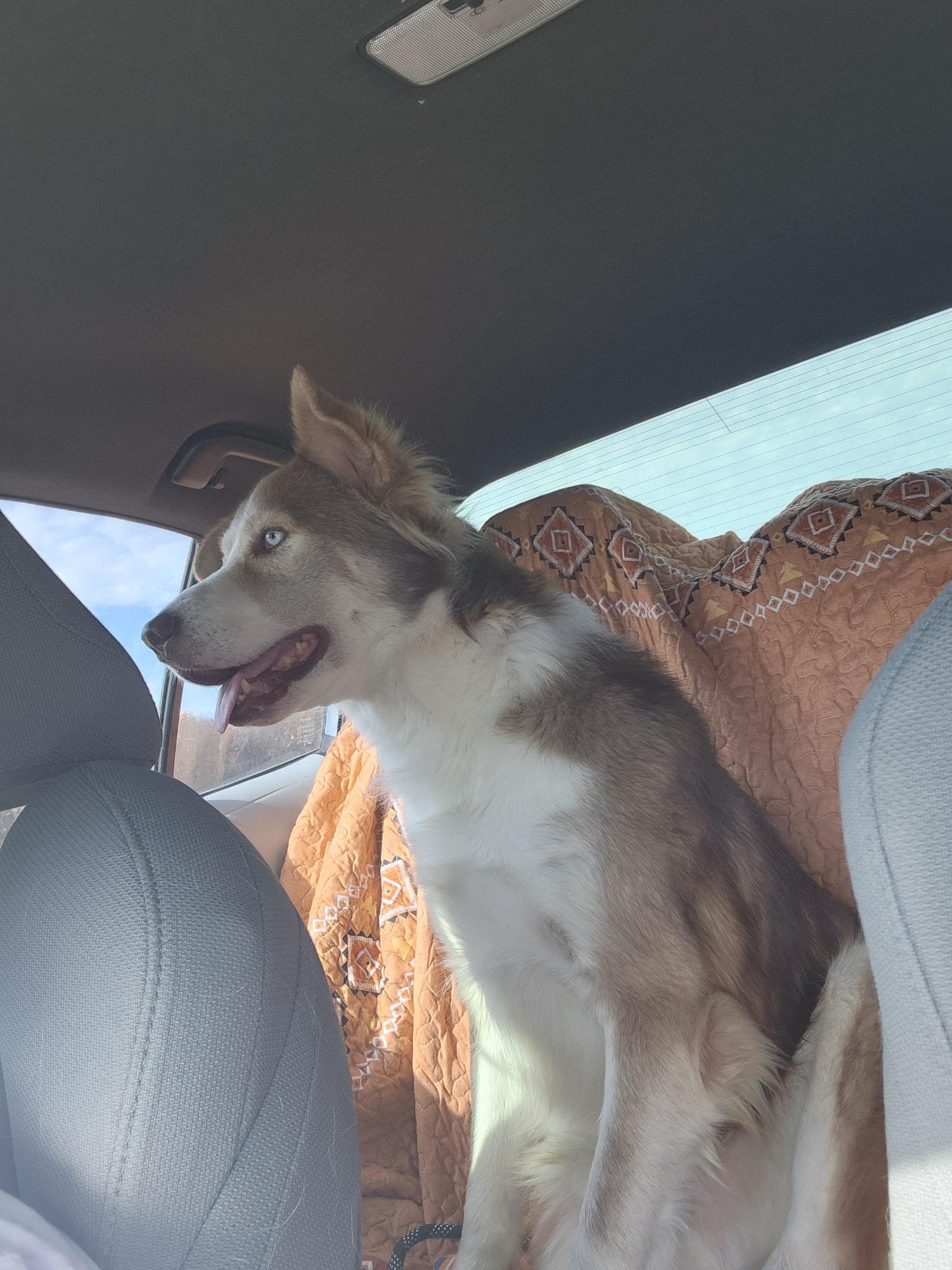 An adult medium-sized male Siberian Husky dog named Duke for adoption in Sumter, SC