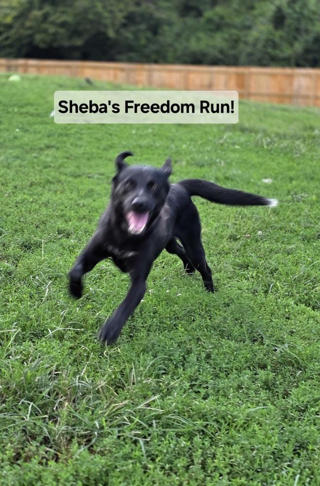 Sheba Rhea