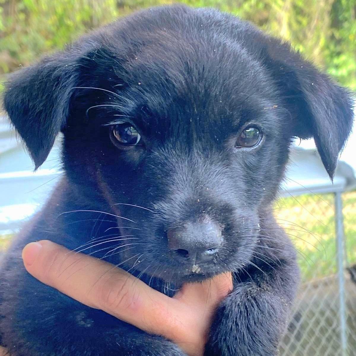 Pongo "cuddle With Me