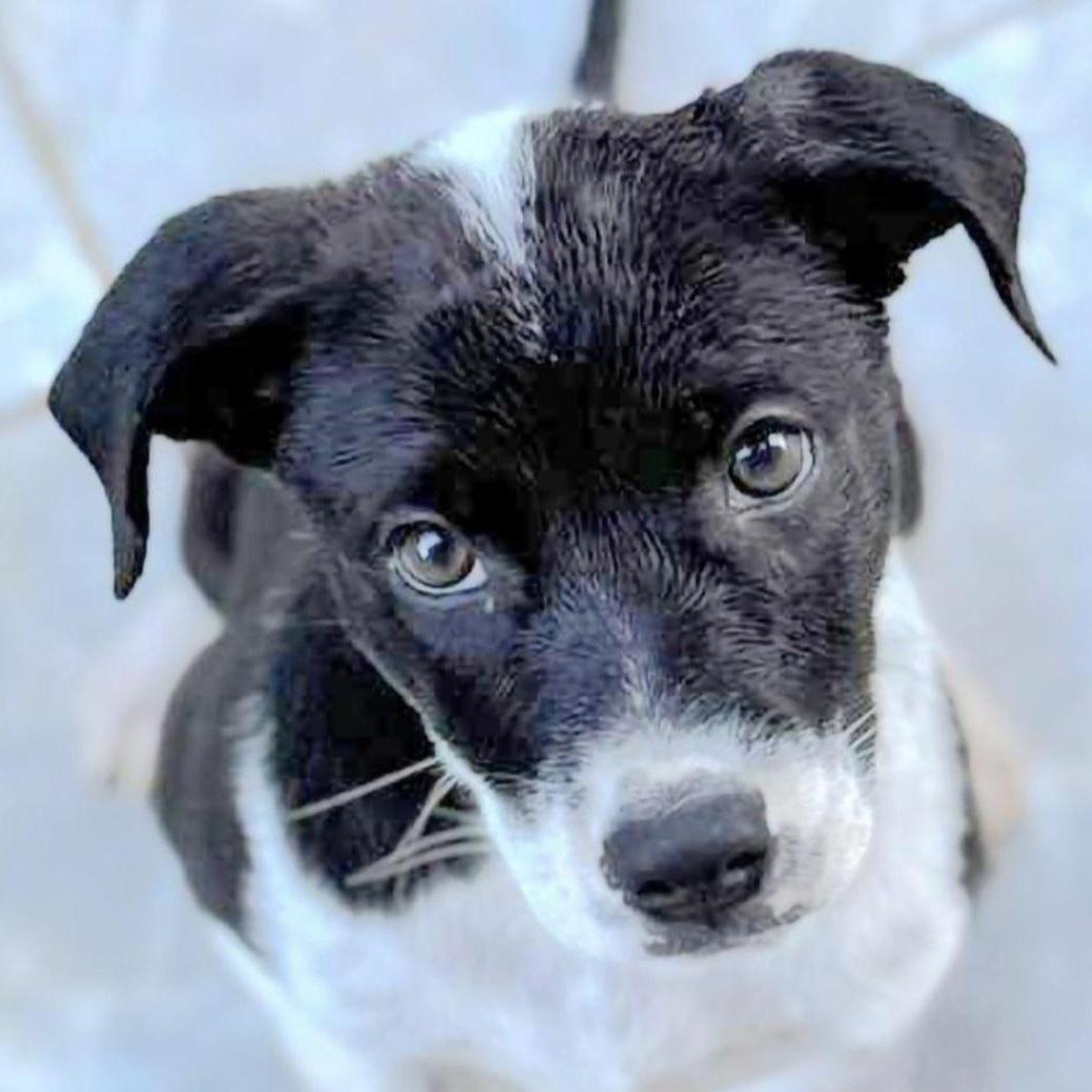 Enzo Fiore "the Beauty