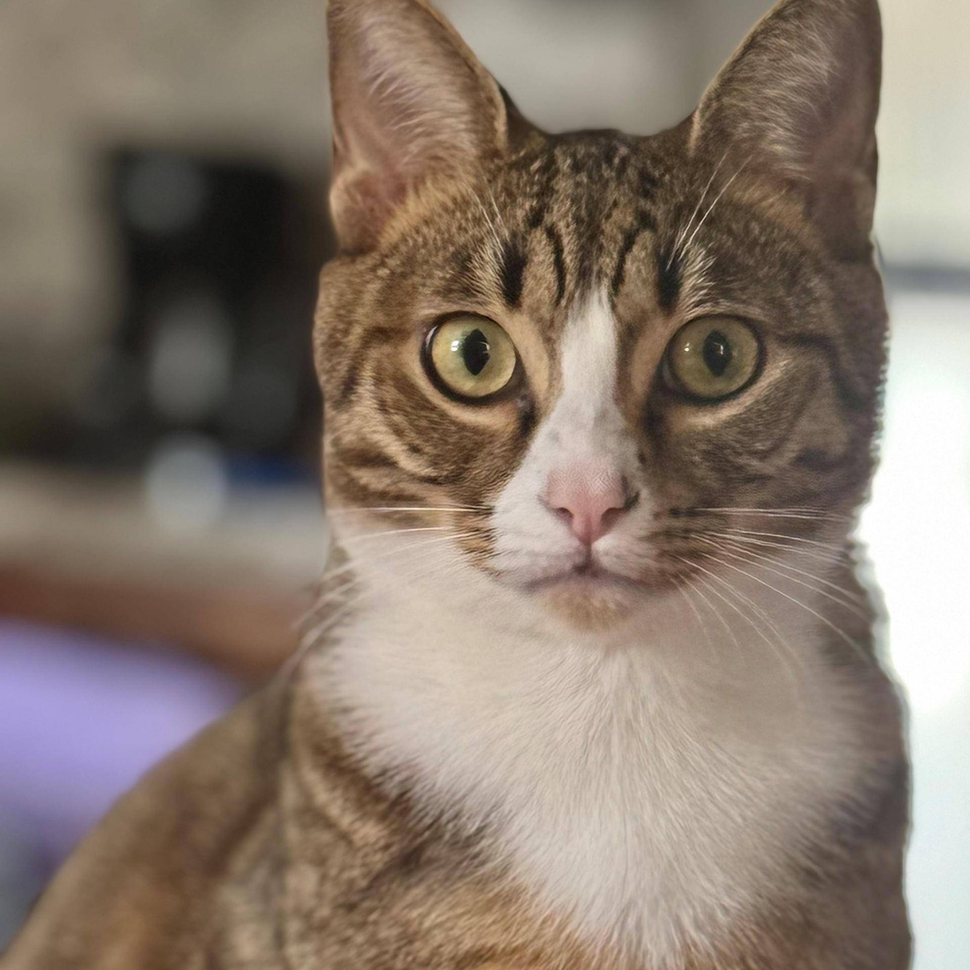 A young medium-sized male Tabby (Brown / Chocolate) Tabby cat named Ethan for adoption in Miami, FL