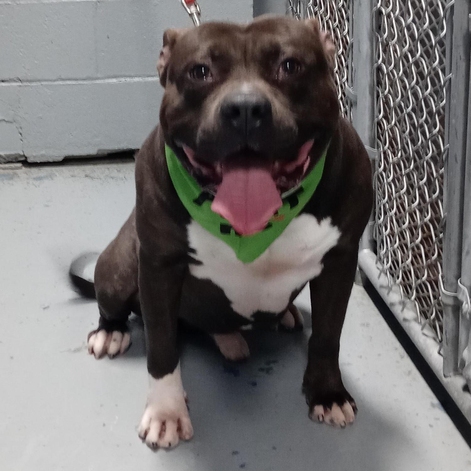 An adult large-sized male White / Cream American Bully dog named Phat Boy for adoption in Staten Island, NY