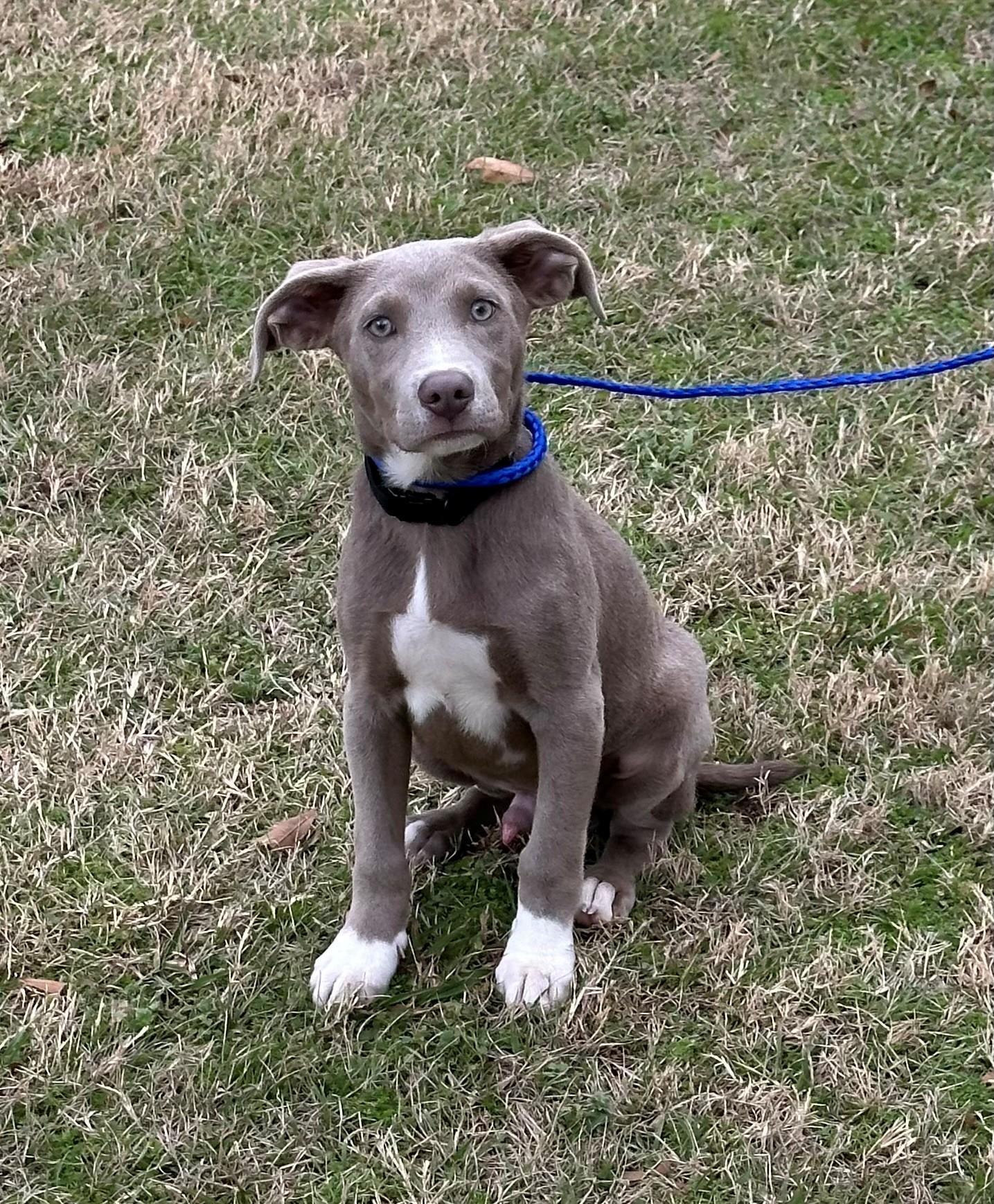 A baby medium-sized male Gray / Blue / Silver Weimaraner dog named Gator for adoption in Medfield, MA