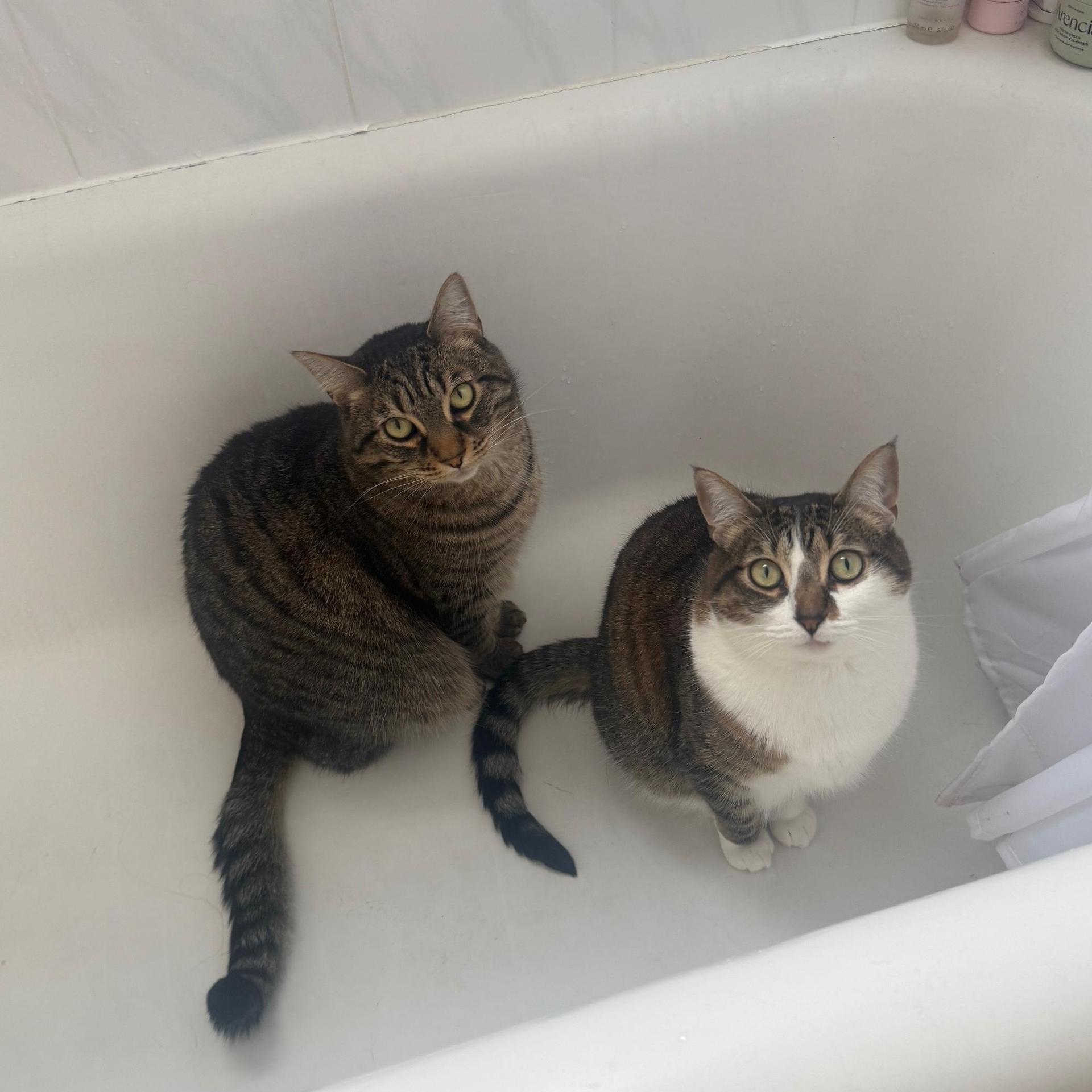 An adult large-sized male Domestic Short Hair cat named Tombo for adoption in San Francisco, CA