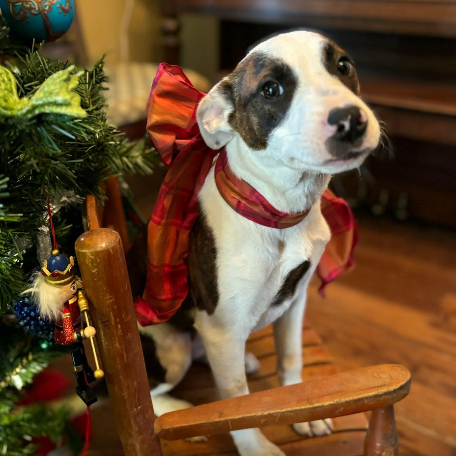 Maggie