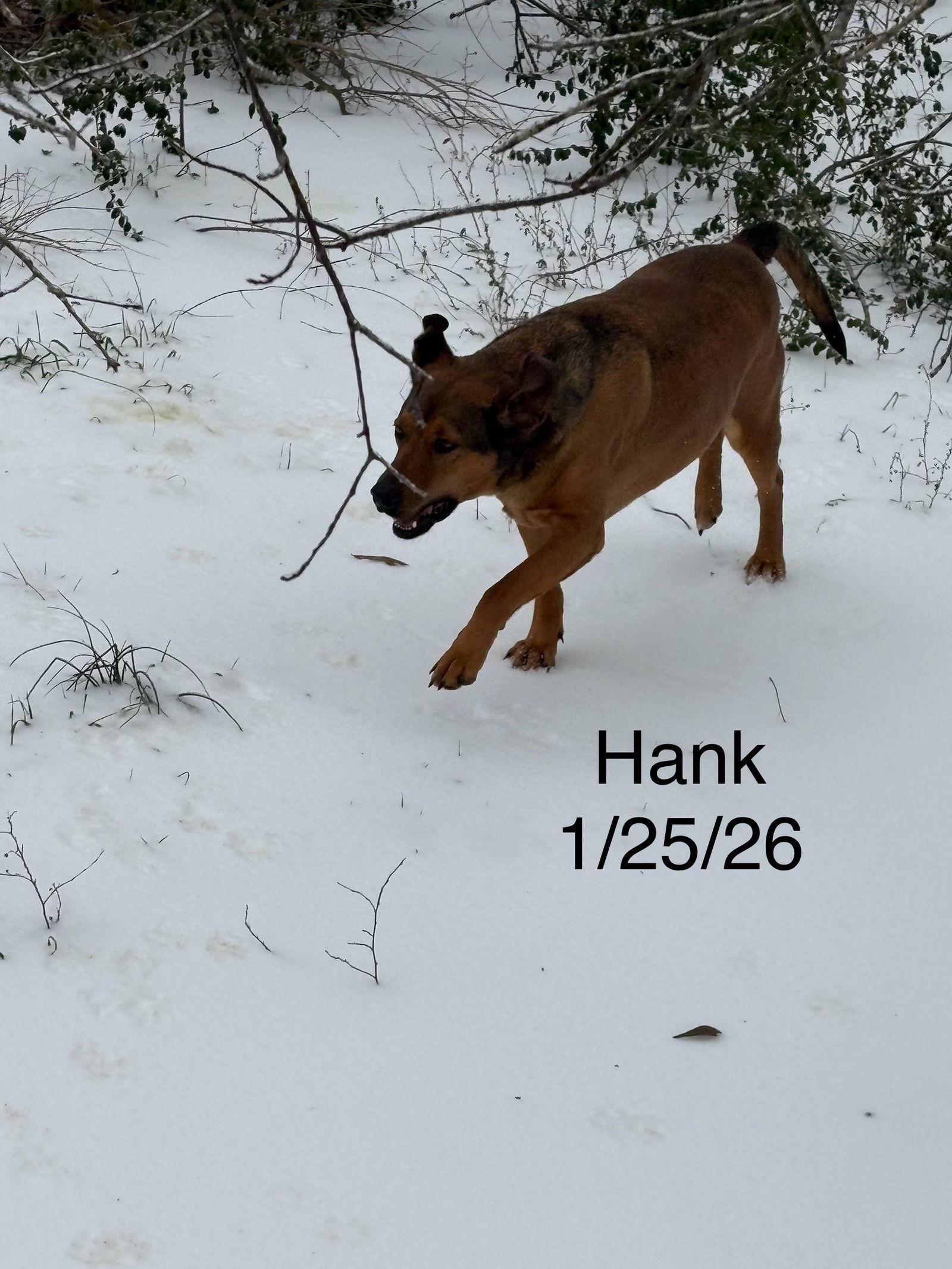 Hank