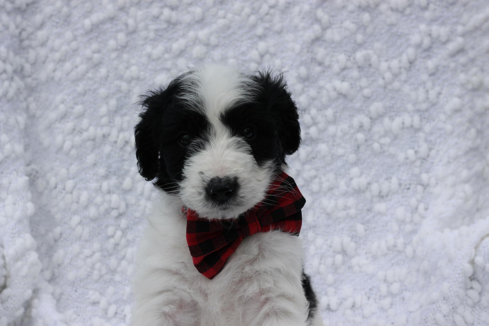 Toby