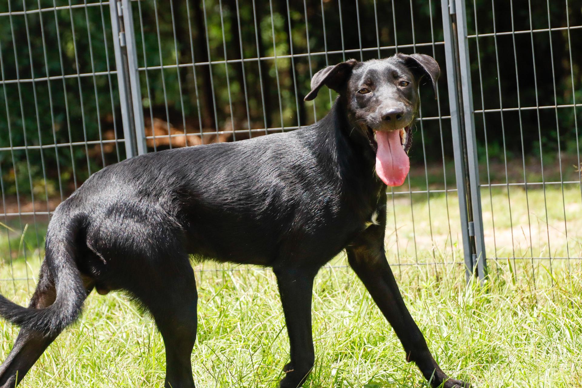 A young large-sized male Shepherd dog named Reaper for adoption in Fosters, AL