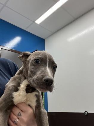 A baby small-sized male Pit Bull Terrier dog named Dokie for adoption in Atlanta, GA