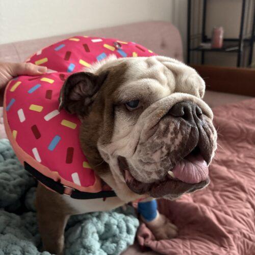 Dainty Dolores Devereau