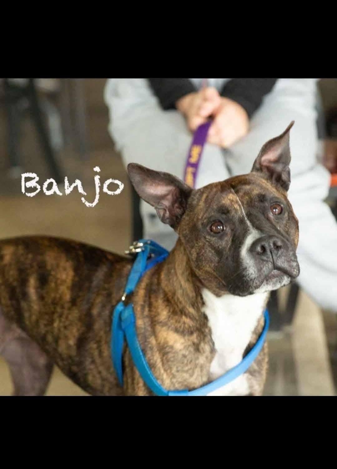 Banjo