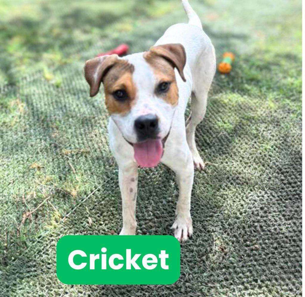 A baby medium-sized male Merle (Red) Pit Bull Terrier dog named Cricket for adoption in Houston, TX