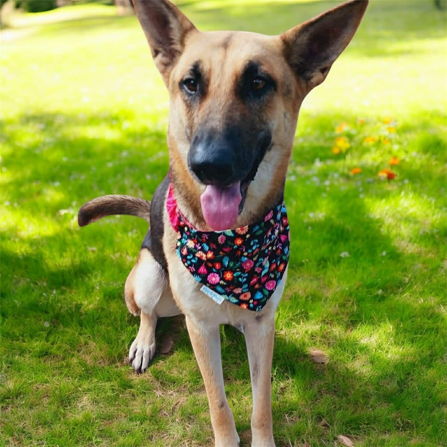 An adult medium-sized female German Shepherd Dog dog named Penelope Gs for adoption in Allen, TX