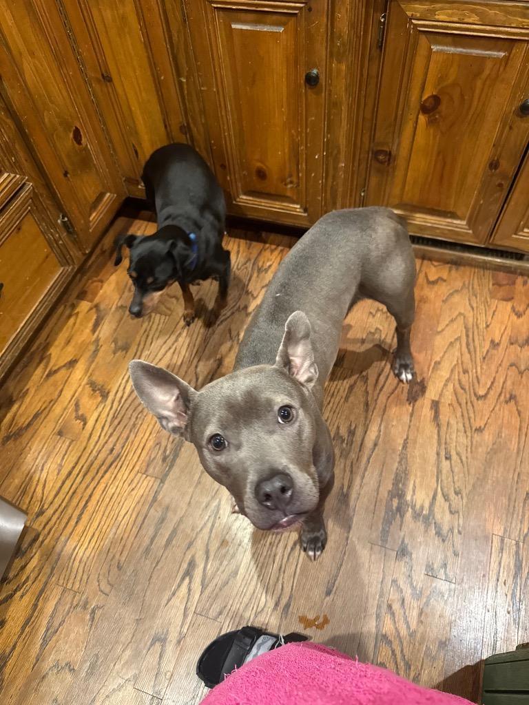 Moon Pie Aka Cricket