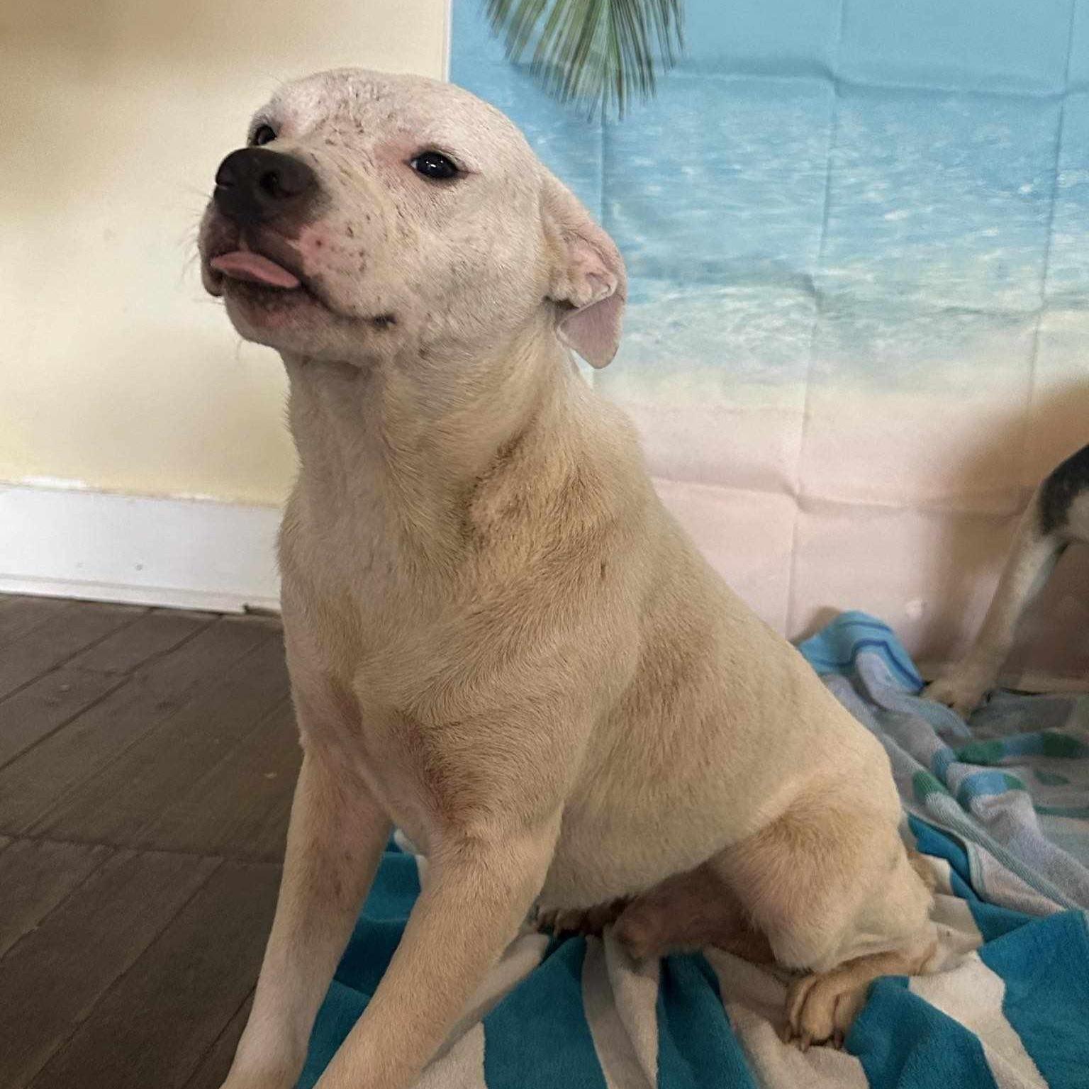 A young medium-sized male Pit Bull Terrier dog named Ranger for adoption in Harlingen, TX