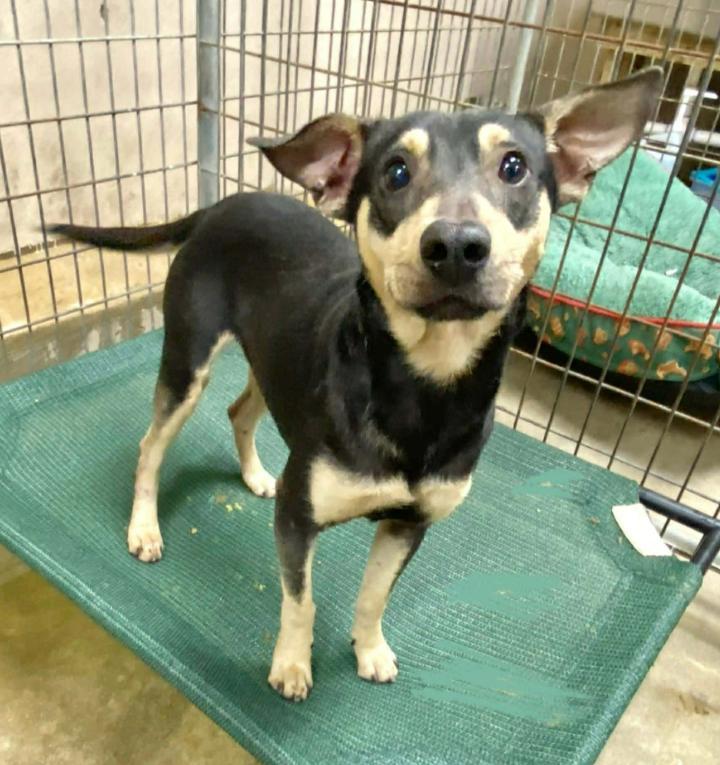 Peewee In La photo 1