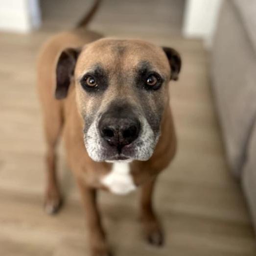 A senior medium-sized male Brown / Chocolate Boxer dog named Gunner for adoption in Richmond, TX