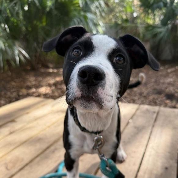 A young medium-sized male Mixed Breed dog named Frosty for adoption in Charleston, SC