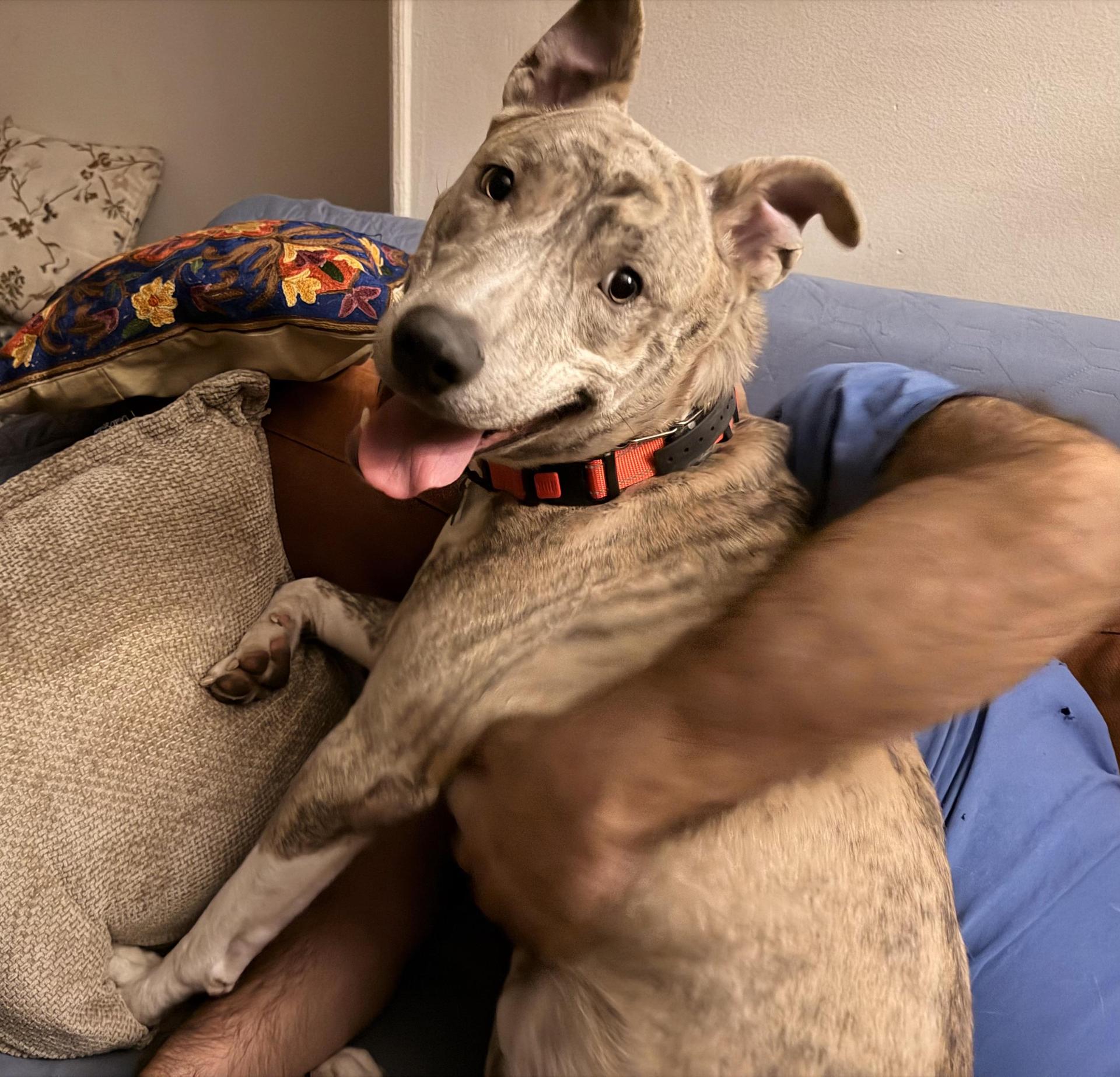 A young large-sized male Brindle Shepherd dog named Ash for adoption in New York, NY