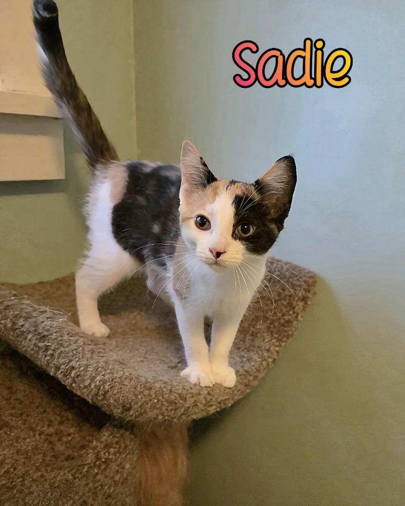 Sadie