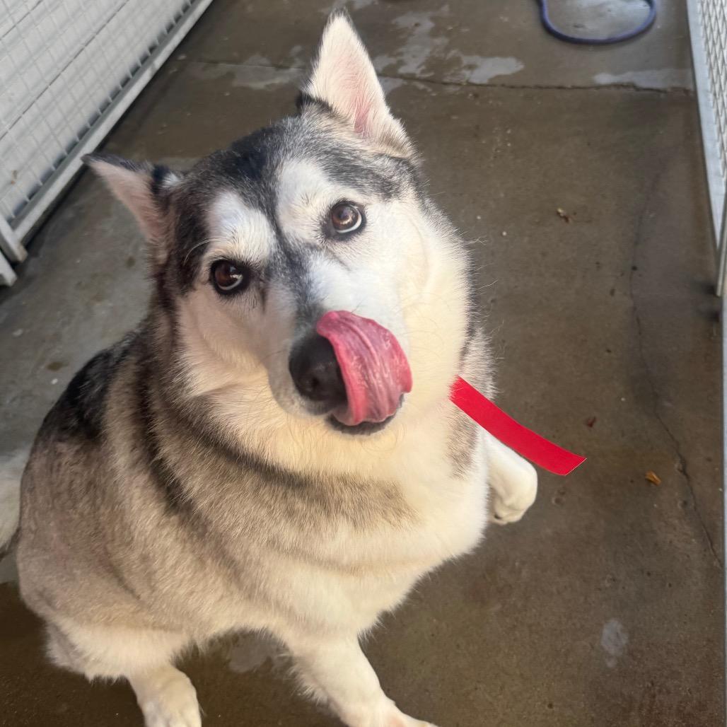 An adult medium-sized female White / Cream Husky dog named Olive Costa Mesa Location for adoption in Chino Hills, CA