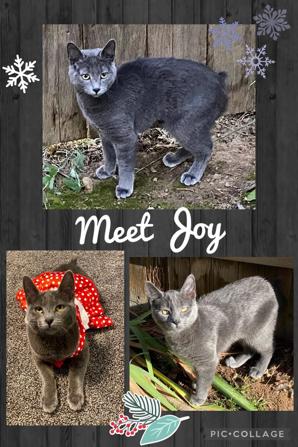 A young large-sized female Gray / Blue / Silver Domestic Medium Hair cat named Joy for adoption in Twin Falls, ID
