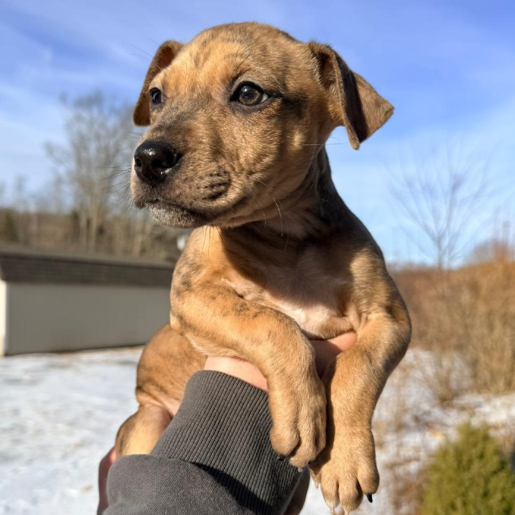 A baby medium-sized female Yellow / Tan / Blond / Fawn Pit Bull Terrier dog named Ct Calamity for adoption in Eastford, CT