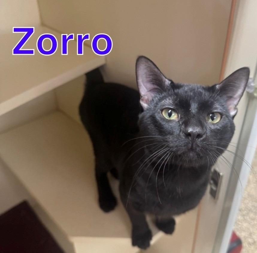 Zorro