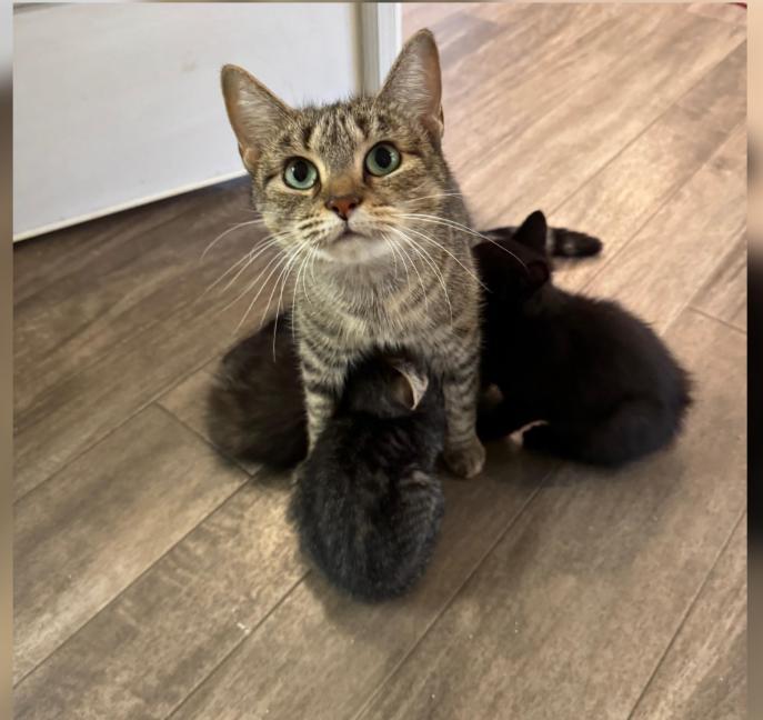 Brindley And Sindley