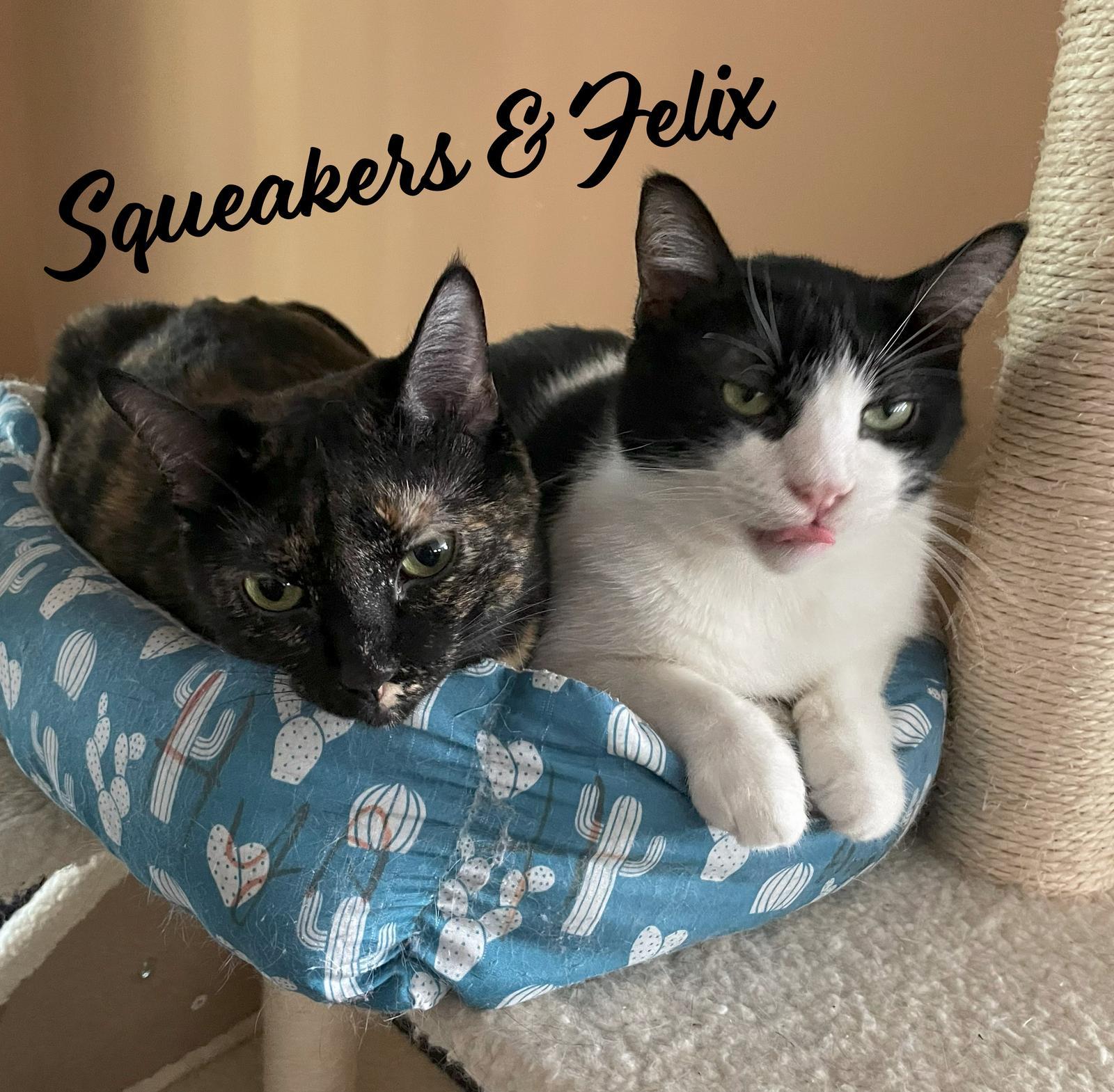 Felix & Squeakers Bondedpair