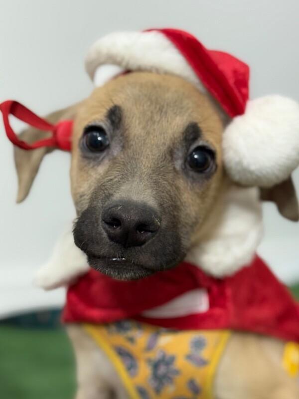 A baby medium-sized male Brown / Chocolate Black Mouth Cur dog named Queso for adoption in Carlsbad, CA