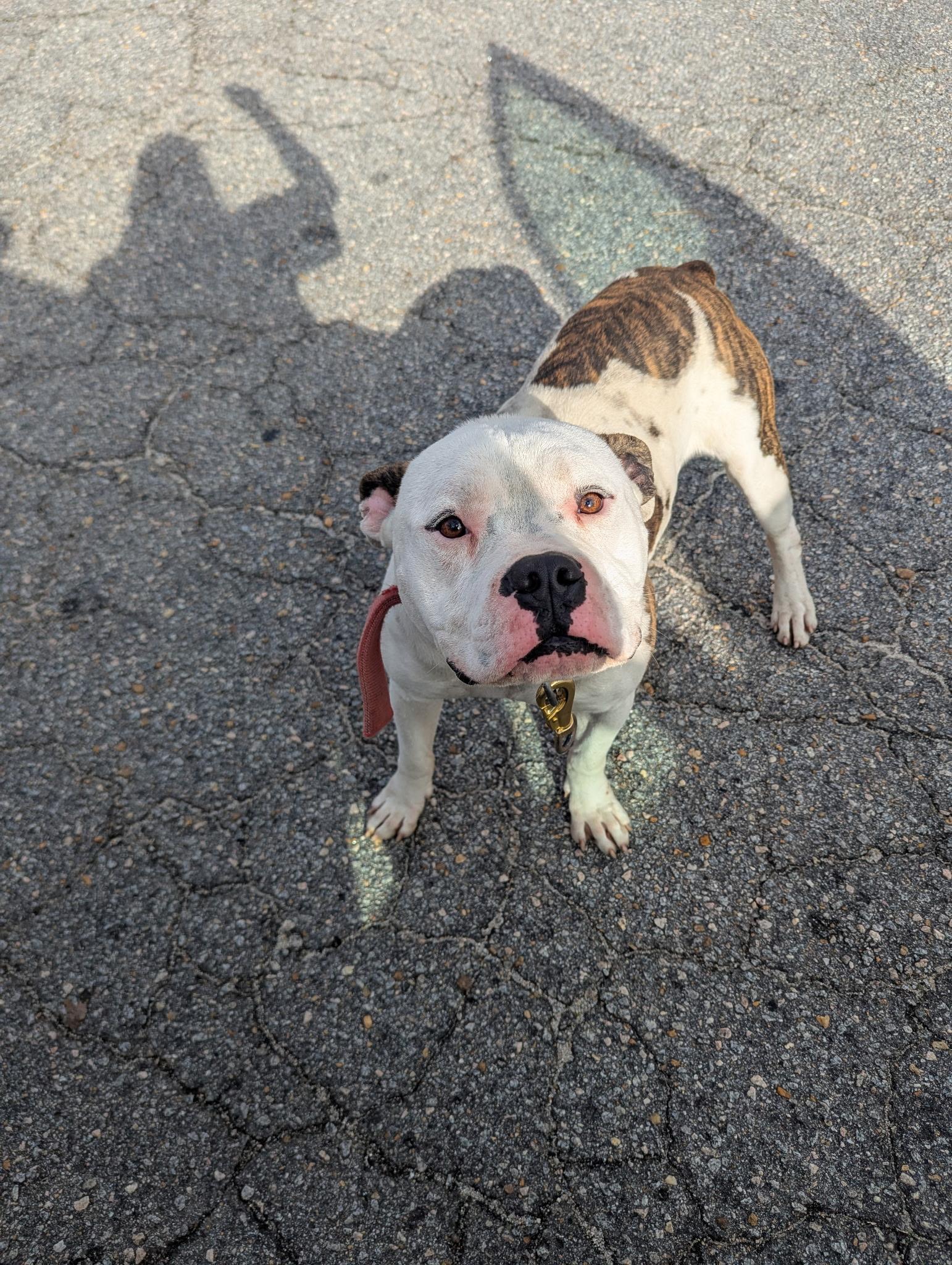 An adult medium-sized male Brindle American Bully dog named Buckie for adoption in Rocky Mount, NC