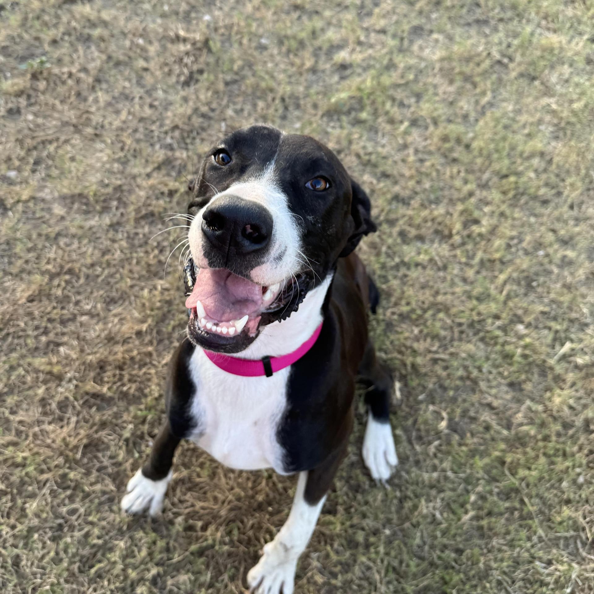 Darla