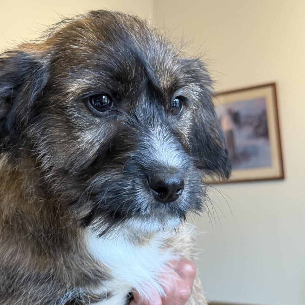 Brady Bunch Pup: Peter photo 1