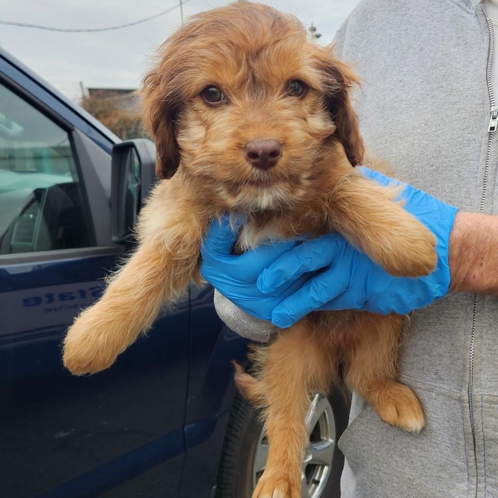 Brady Bunch Pup: Cindy photo 1