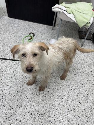 A young medium-sized female Mixed Breed dog named Trixie for adoption in Atlanta, GA